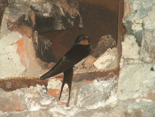 Original image